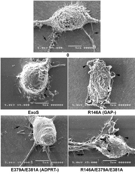 Analysis Of J A Cell Morphology By Sem J A Cells Were Grown On