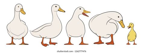 Set Ducks Vector Illustration Stock Vector Royalty Free 1262777476