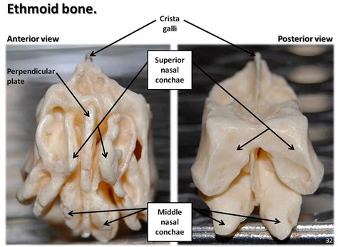 Ethmoid Bone Anatomy Anatomy Reading Source