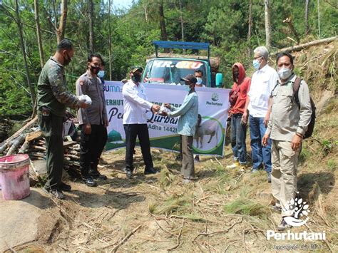 Perhutani Idul Adha H Perhutani Distribusikan Daging Kurban Pada