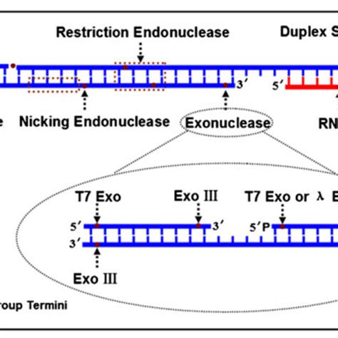 A A Scheme Of A Nicking Endonuclease Assisted Signal Amplification Download Scientific