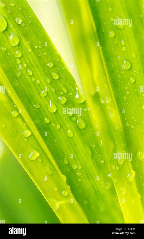 Macro Water Drop On Green Leaf Stock Photo Alamy