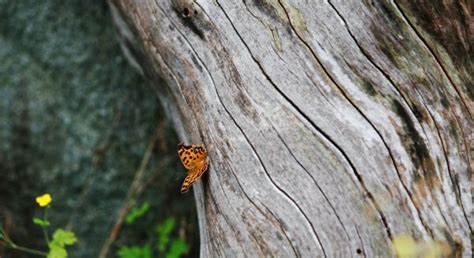 Free Images Nature Outdoor Wing Leaf Wildlife Wild Praying