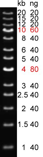 1 kb Plus DNA Ladder, Ready-to-load - BioDynami