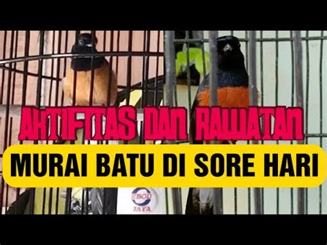 ATIFITAS RAWATAN BURUNG DI SORE HARI YouTube