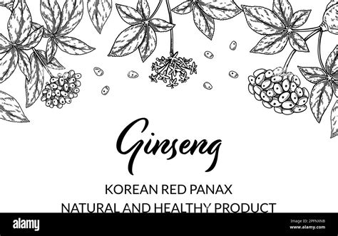 Ginseng Horizontal Design Hand Drawn Botanical Vector Illustration In