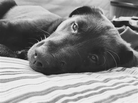 Premium Photo Close Up Portrait Of Dog On Bed