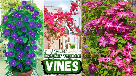 17 Beautiful Climbing Plants Best Drought Tolerant Vines Low