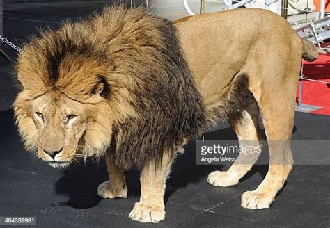 Leo The Mgm Lion Photos Et Images De Collection Getty Images