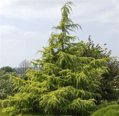 Cedrus Deodara Golden Horizon Deodar Cedar Is An Evergreen