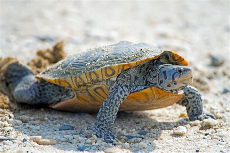 Diamondback Terrapin Laying Eggs Stock Photo - Image of road, dirt ...