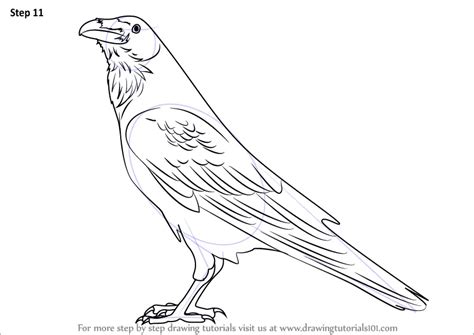 Learn How To Draw A Raven Birds Step By Step Drawing Tutorials