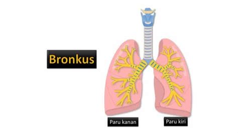 Detail Gambar Pernapasan Manusia Gambar Bagian Bagian Telinga Koleksi