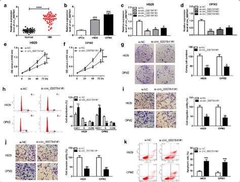 Circ 0007841 Elevates The Malignant Behaviors Of MM Cells A The