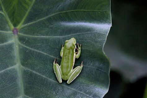 Tree Frogs In Missouri 5 Frogs You Ll Find Living In Trees