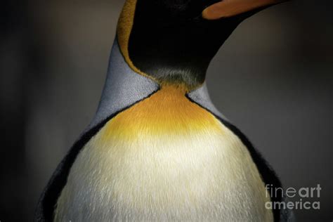 King Penguin Antarctica Photograph By Philippe Tulula And Julie