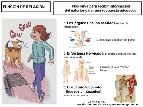 Cole Y Ciencia La FunciÓn De RelaciÓn