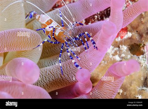 Spotted Cleaner Shrimp Periclimenes Yucatanicus Bonaire Caribbean