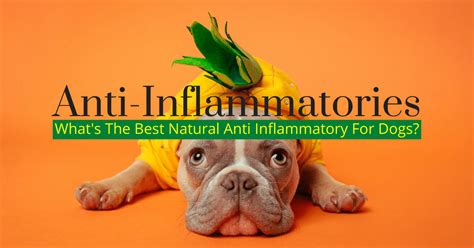 Anti Inflammatory For Dogs - Natural Anti Inflammatory For Dogs