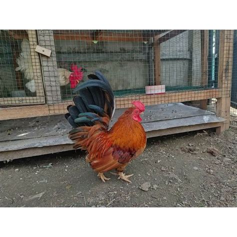 Jual Ayam Kate Katai Bukan Ayam Kampung Ayam Pelung Ayam Cemani Ayam