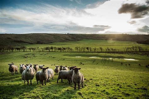 4 Of The Best Sheep Farms To Visit In The Uk So Cosy