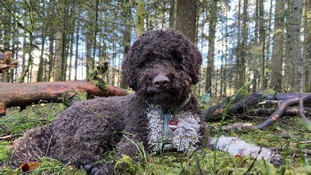 Seltenen Tr Ffel Erschn Ffelt Hund Leo Gelingt Besondere Entdeckung