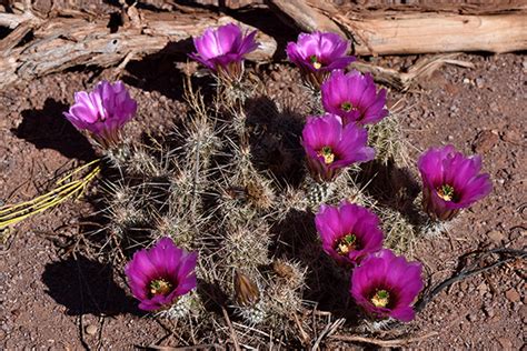 Echinocereus Engelmannii Usa Arizona Coconino County Echinocereus