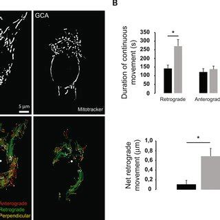 The Inhibition Of Gbf Increases The Net Retrograde Movement Of