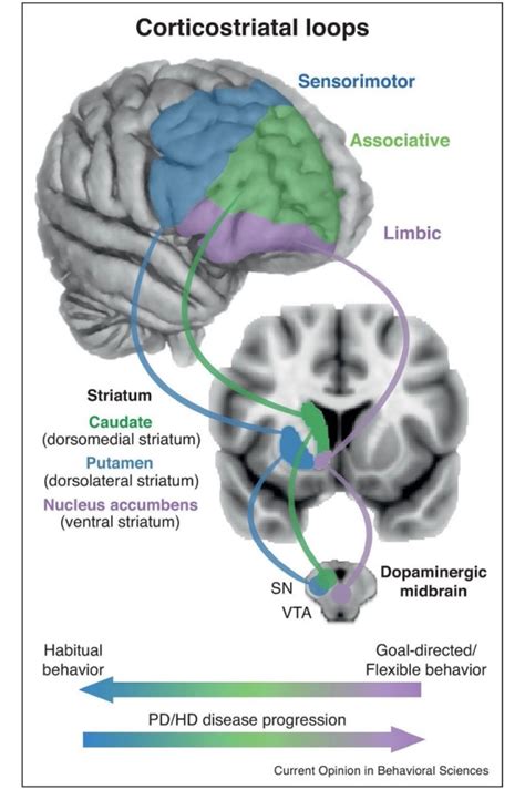 Basal Ganglia Memory Disorders Chapter Poston Lab Stanford Medicine