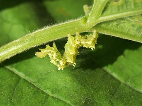 The 13 Most Common Strawberry Plant Pests And Diseases