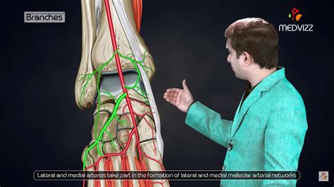 Dorsalis Pedis Artery Anatomy