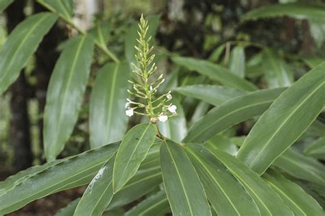 Alpinia Caerulea