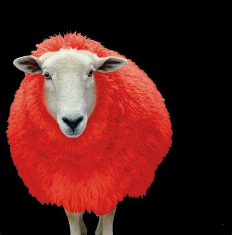 The 25 Best Red Sheep Ideas On Pinterest Fox Running Red Fox