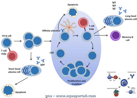 Lymphocyte T définition et explications