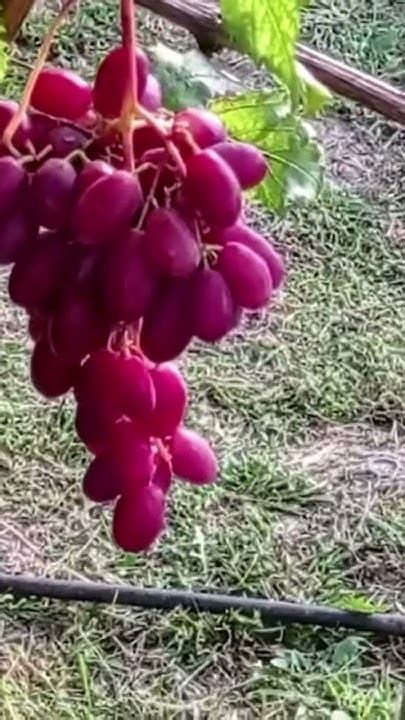 Виноград Зоренька ультраранній, смачний, великий - YouTube
