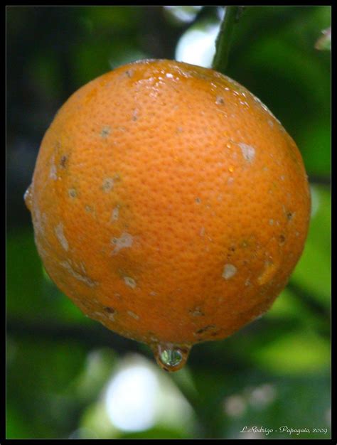 Galego Limão Galego Nome Científico Citrus Aurantifolia F Flickr