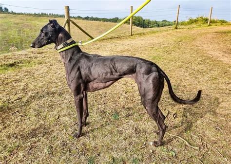 Greyhound: A Majestic and Elegant Dog Breed