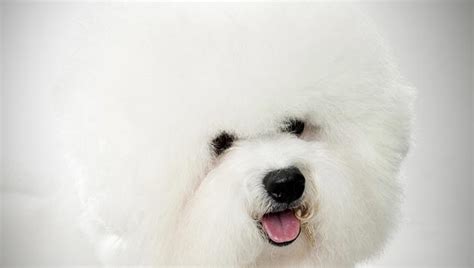 Bichon Frise Dog Breed Selector Animal Planet