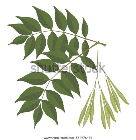 Ash Tree Leaves Isolated On White Stock Vector Royalty Free 554976439 Shutterstock