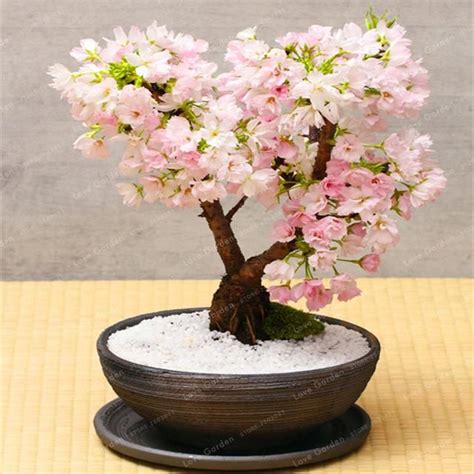 Weeping Cherry Blossom Tree Bonsai