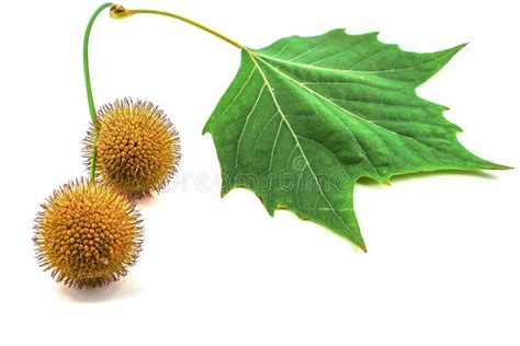 Plane Tree Stock Photo Image Of Botany Seed Autumn