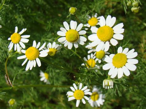 Health Benefits Of German Chamomile