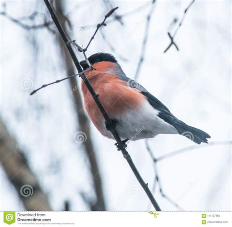 Red Breasted Bullfinch Sits On A Branch Of Birch Stock Image Image Of