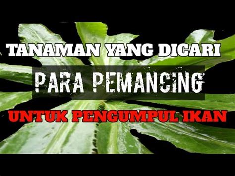 Daun Walang Sangit Essen Alami Pengumpul Ikan Mujair Dan Ikan Mas YouTube