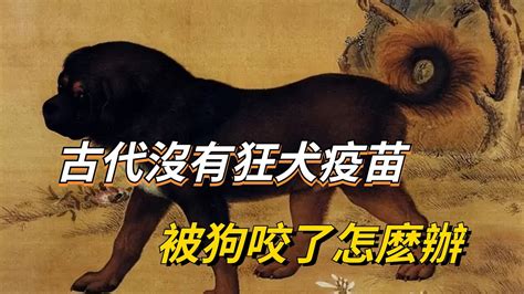 古代沒有狂犬疫苗，被狗咬了怎麽辦？古人有一土辦法【愛觀歷史】 古代 Youtube