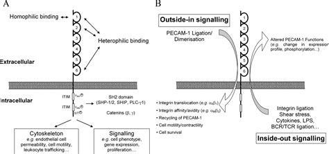 PECAM 1 A Multi Functional Molecule In Inflammation And Vascular