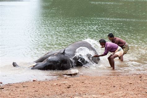 196 Elephant Bathing Kerala India Stock Photos - Free & Royalty-Free ...