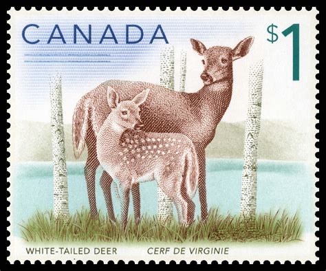 White-tailed deer - Canada Postage Stamp | Canadian Animals