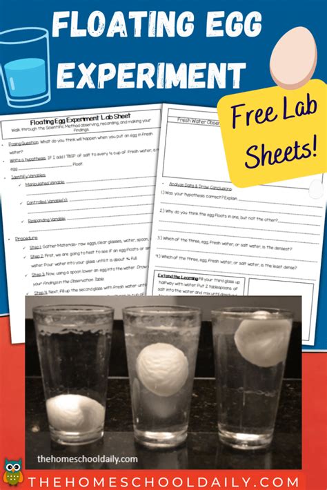 Floating Egg Experiment - The Homeschool Daily