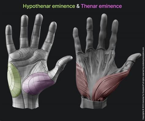 Hand Anatomy For Artists Anatomy For Sculptors